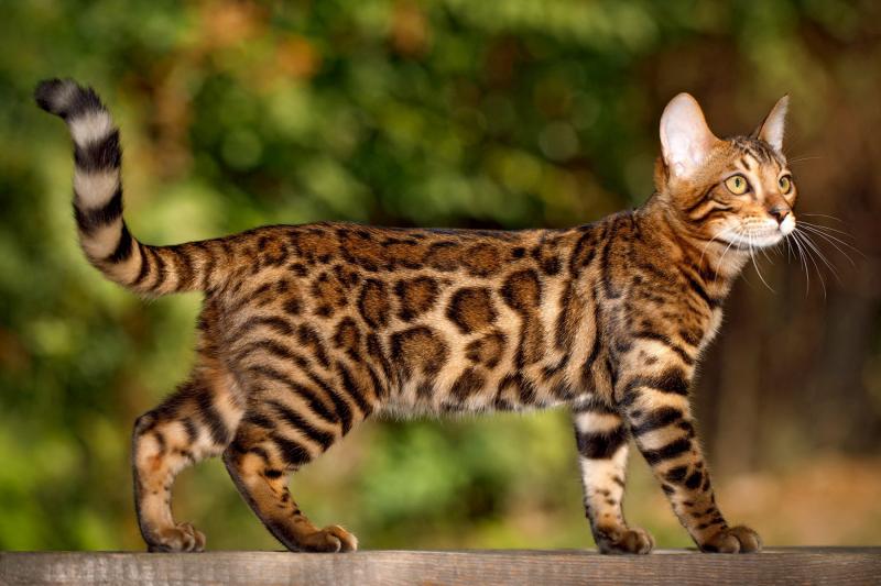 斑纹醒目的五种猫咪大图