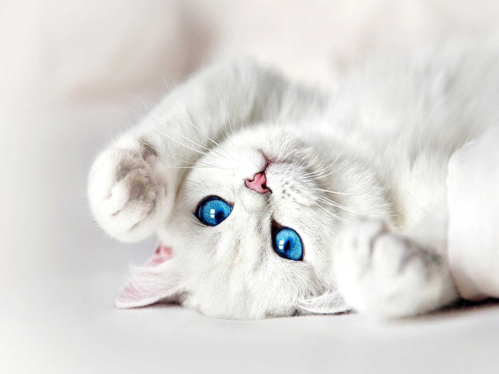 蓝眼睛猫咪壁纸大图-白猫蓝眼睛大图